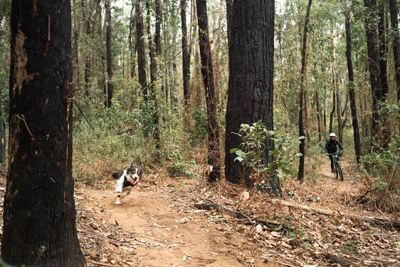 Get Away With Dre mountain biking dog-friendly trails in Wingello State Forest with Traildog Chino